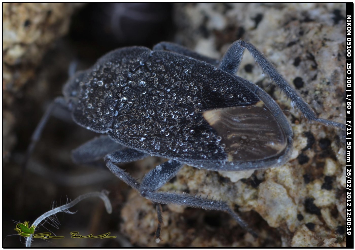 Lygaeidae: Microtomideus carbonarius di Sardegna-Usini